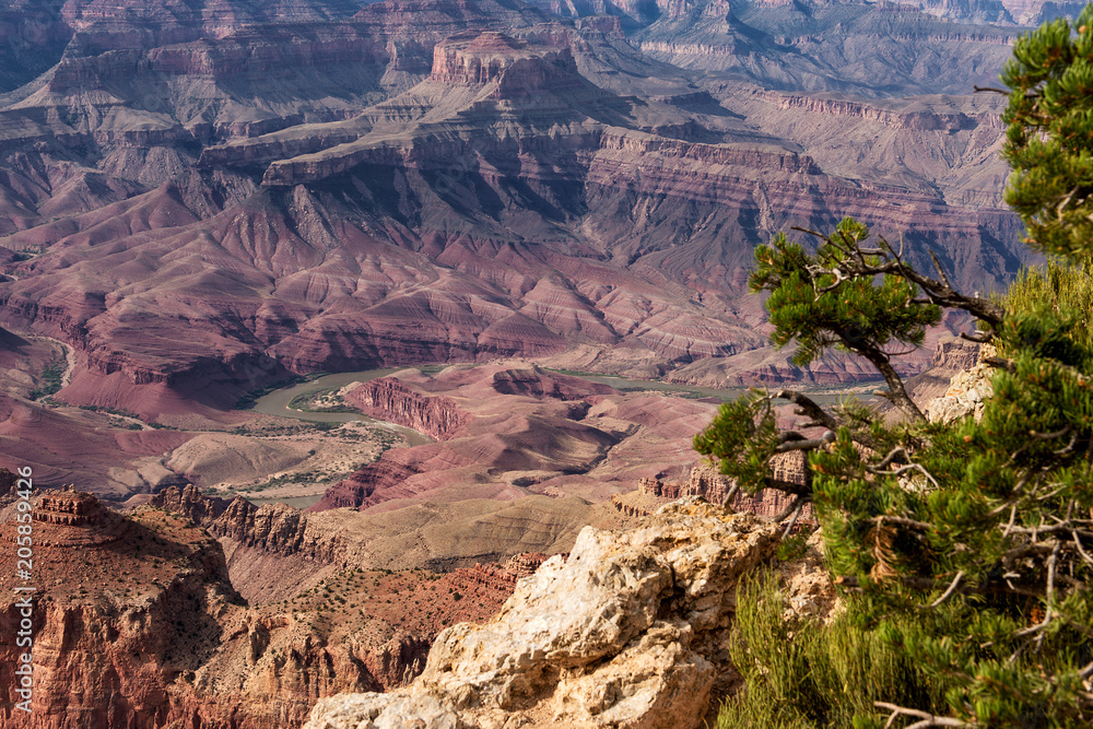 Grand Canyon National Park, Arizona, USA: Lipan Point. View of the canyon and Colorado River only (without sky) with tree in foreground.