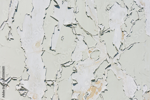 Old white green paint exfoliates with cracked layers on the wall of concrete.