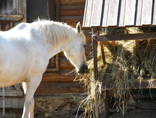 Beautiful white horse eating dry hay
