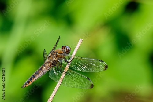 Dragonfly sitting on a dry stalk