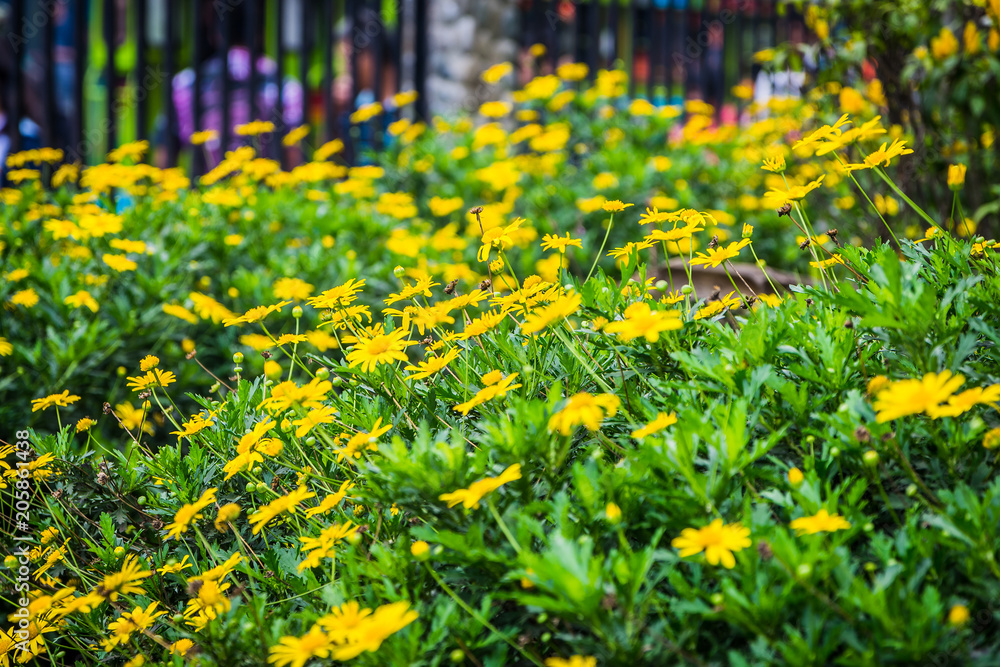 Obraz premium small yellow flowers