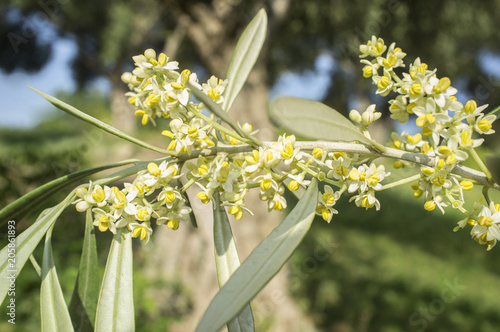 Olive tree in bloom.Closeup