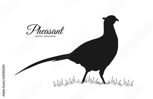 Murais de parede Vector illustration: Black silhouette of pheasant on white background