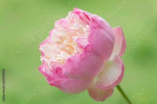 Beautiful pink lotus flowers  on green background