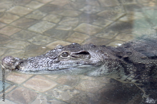crocodile in the zoo pool