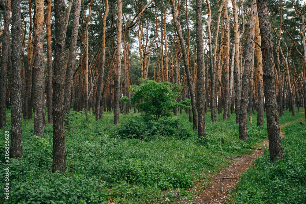 Obraz premium Environmental protection. Wild life. Woods pine tree landscape on summer day