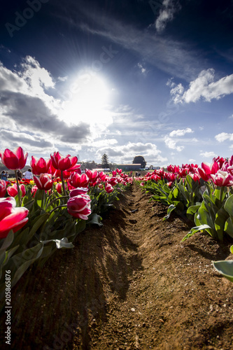 Rows of pink tulips photo