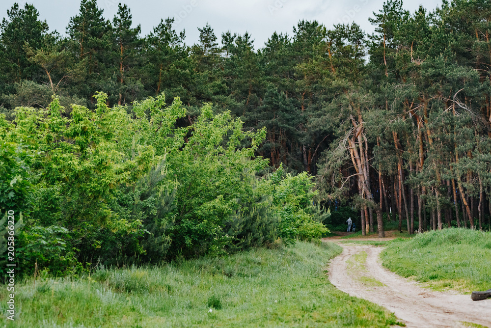 Long road in a pine forest. Ecology of the wood. Protection of the environment. The forest is the lungs of the planet. Dirt road. Quasi urbanism Urban forest.