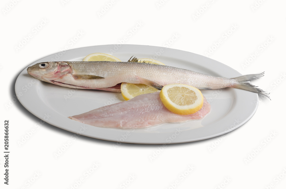 Felchen Bodenseefelchen Coregonus wartmanni Blaufelchen Speisefisch Süsswasserfisch Felchen Bodenseefelchen Coregonus wartmanni Blaufelchen Speisefisch Süsswasserfisch
