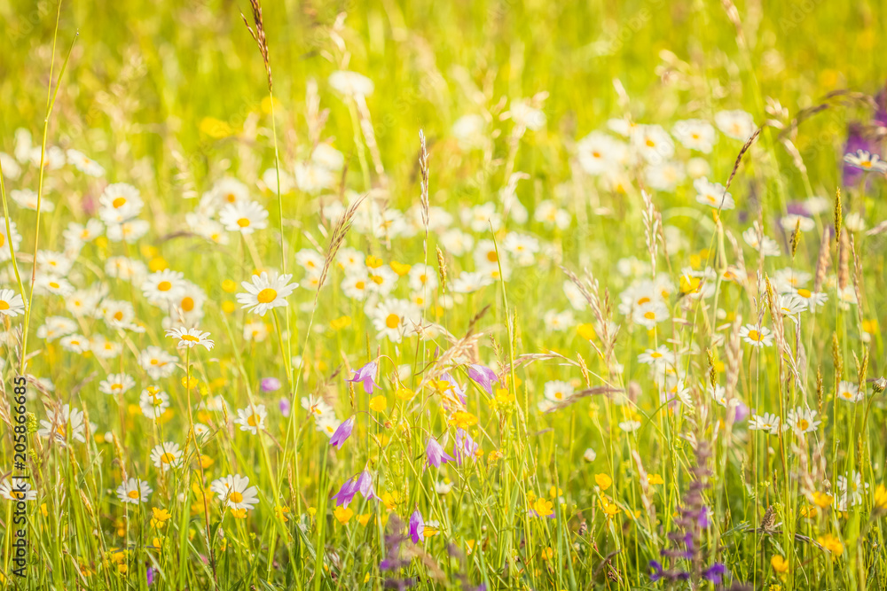 Fototapeta premium Summer meadow, green grass field and wildflowers in warm sunlight, nature background concept, soft focus, warm pastel tones.