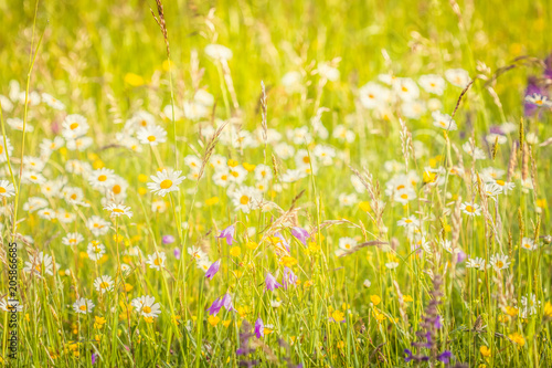 Summer meadow  green grass field and wildflowers in warm sunlight  nature background concept  soft focus  warm pastel tones.