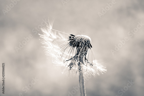 Fototapeta Naklejka Na Ścianę i Meble -  Artistic monochrome photo of a dandelion (Taraxacum) wildflower. Soft focus, pastel colors, warm tones.