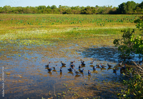 Black and blue birds with red beaks eating in the middle of Kakadu's wetland.