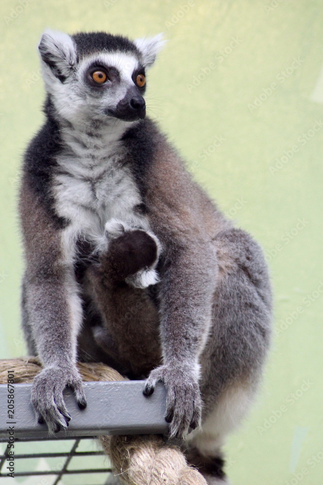 Obraz premium Madagascar lemur with cub