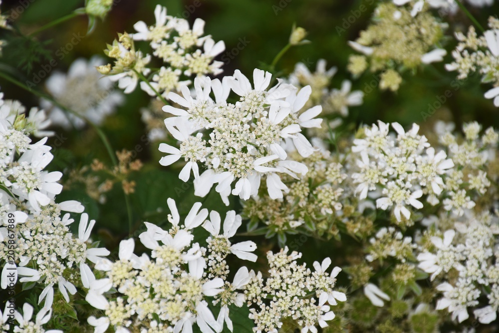 White laceflower White laceflower