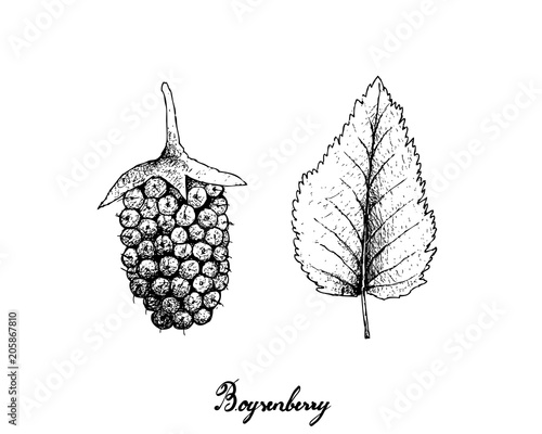 Hand Drawn of Fresh Boysenberry on White Background photo