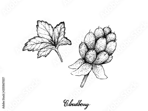 Hand Drawn of Fresh Cloudberry on White Background