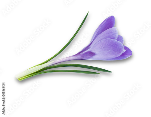 Purple spring flower crocus isolated on white background