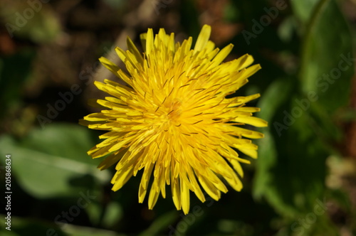 blooming dandelion. bright yellow flowers of the medicinal plant in Sunny weather.