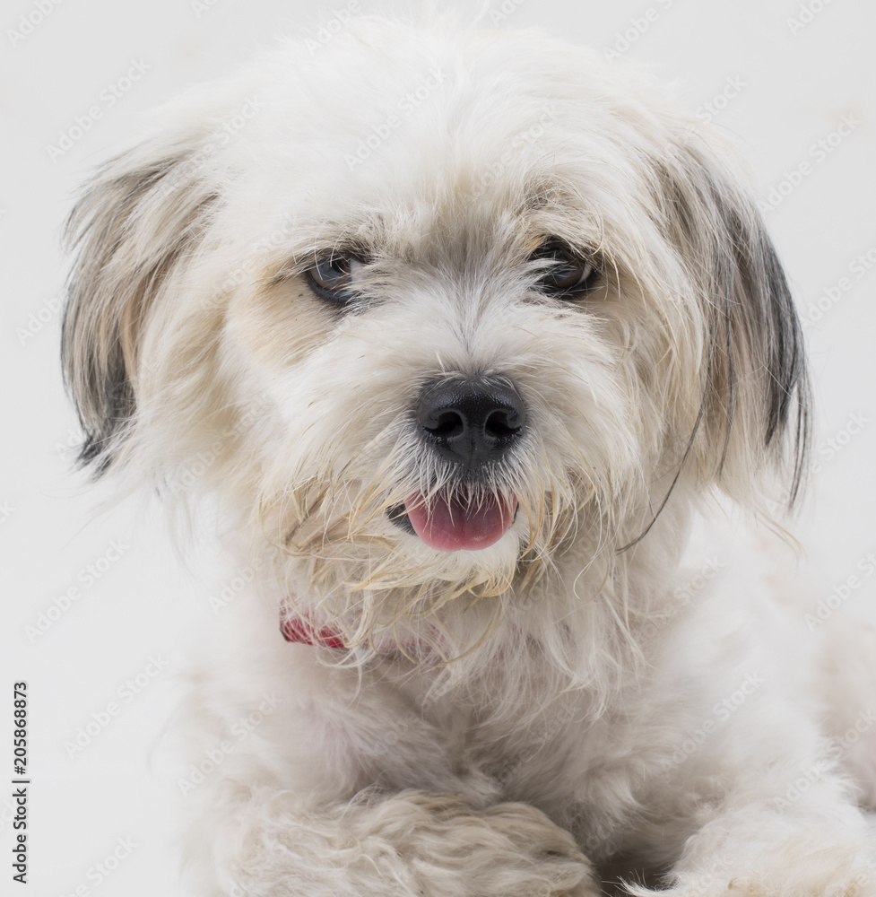 Maltese Canine Puppy Dog on White Background