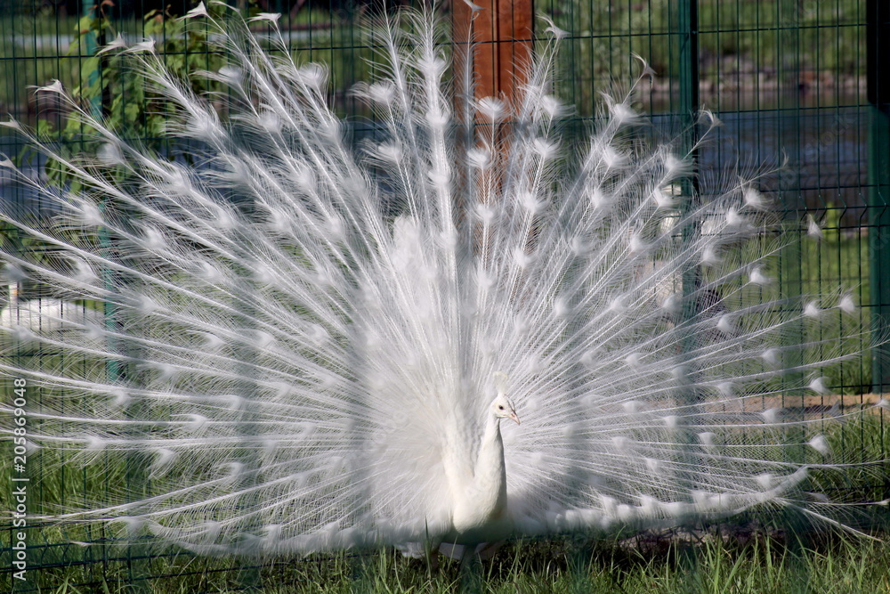 Obraz premium the white peacock unfurled his tail