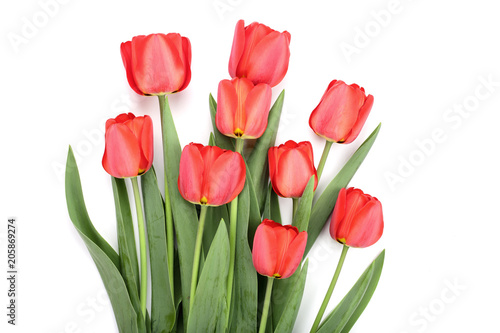 red tulips isolated on white background. Top view. Flat lay pattern