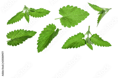 Melissa leaf or lemon balm isolated on white background with copy space for your text. Top view. Flat lay pattern