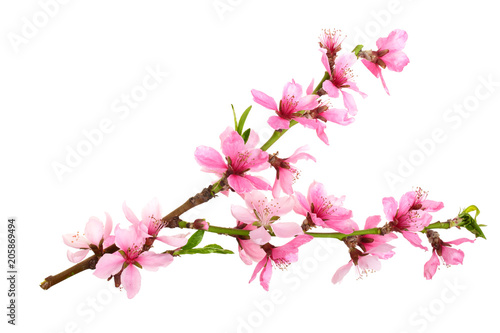 Cherry blossom  sakura flowers isolated on white background