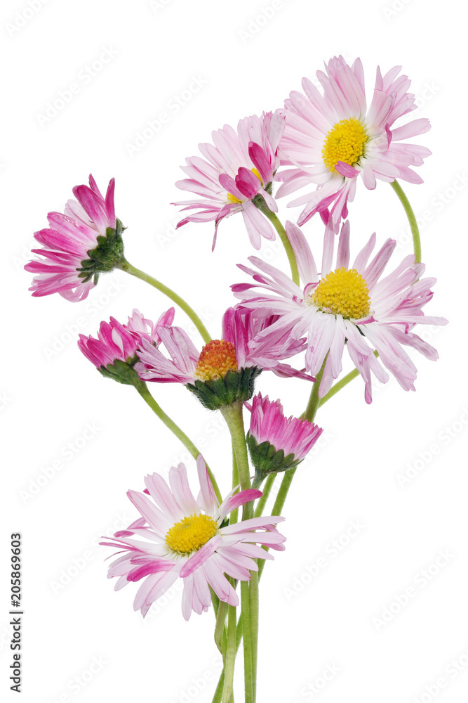 A small bouquet of tender pink spring daisies flowers