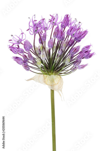 Violet stellate inflorescence flower of decorative onions