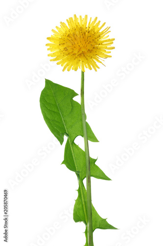 Dandelion flower or Taraxacum Officinale with leaves isolated on white background photo
