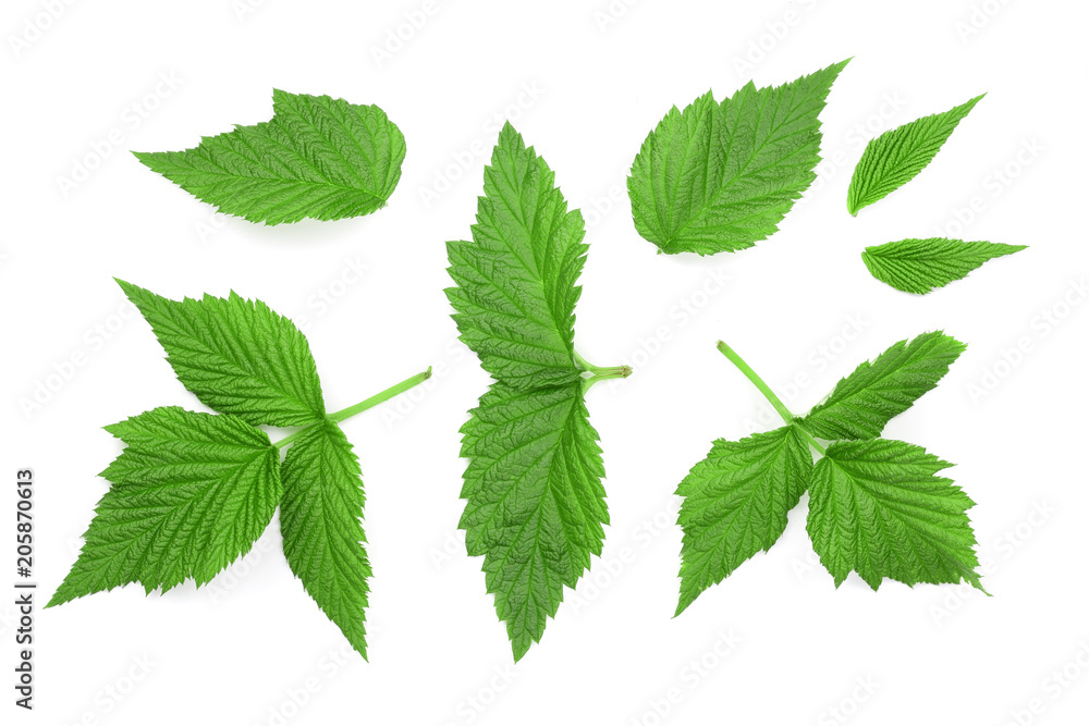 Raspberry leaves isolated on white background. Top view. Flat lay