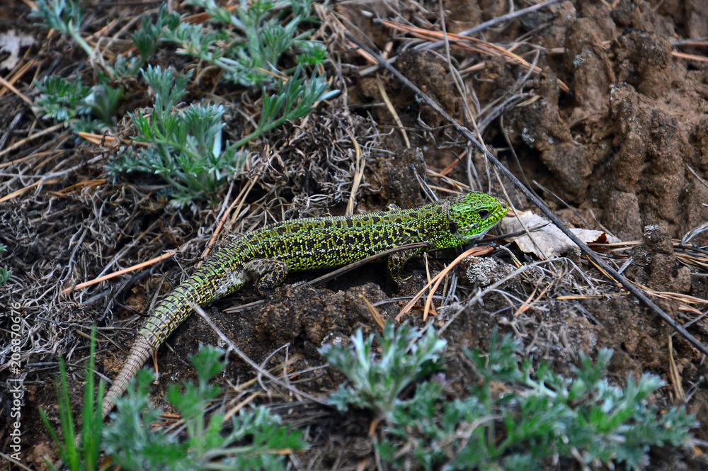Green lizard (Lacerta viridis) - a species of lizards of the genus Green lizards. Green lizard (Lacerta viridis) - a species of lizards of the genus Green lizards.