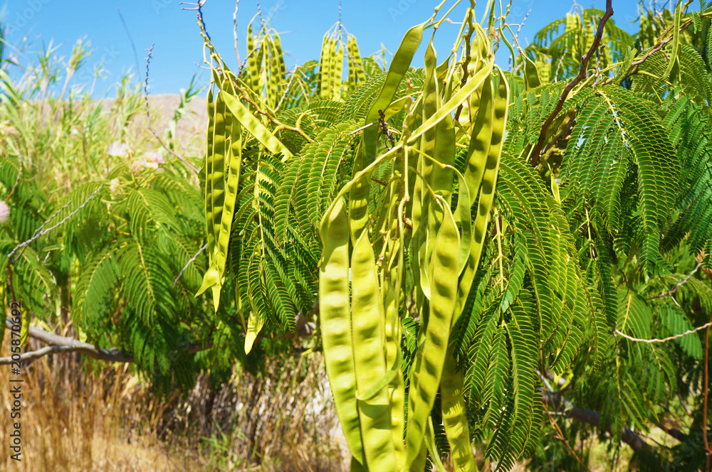 bright green leaves and mimosa pods against the background of the sunny blue sky and dry grass bright green leaves and mimosa pods against the background of the sunny blue sky and dry grass