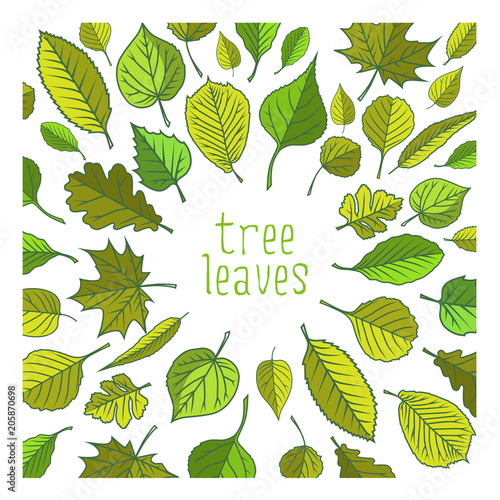 Tree leaves. Colorful illustrations.