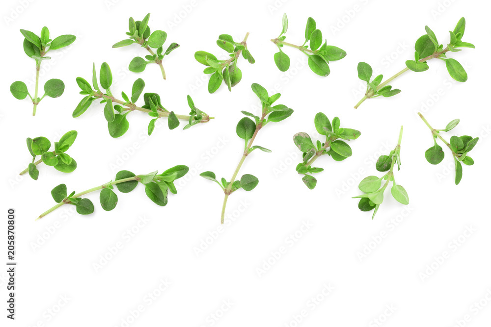 Fresh thyme spice isolated on white background with copy space for your text. Top view. Flat lay pattern Fresh thyme spice isolated on white background with copy space for your text. Top view. Flat lay pattern