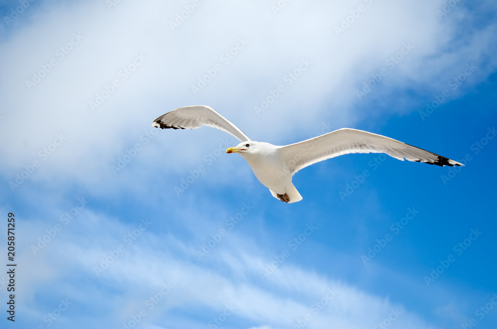 White seagull flying against the blue sky White seagull flying against the blue sky