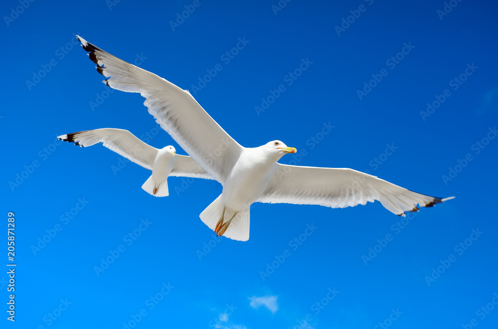 White seagull flying against the blue sky White seagull flying against the blue sky