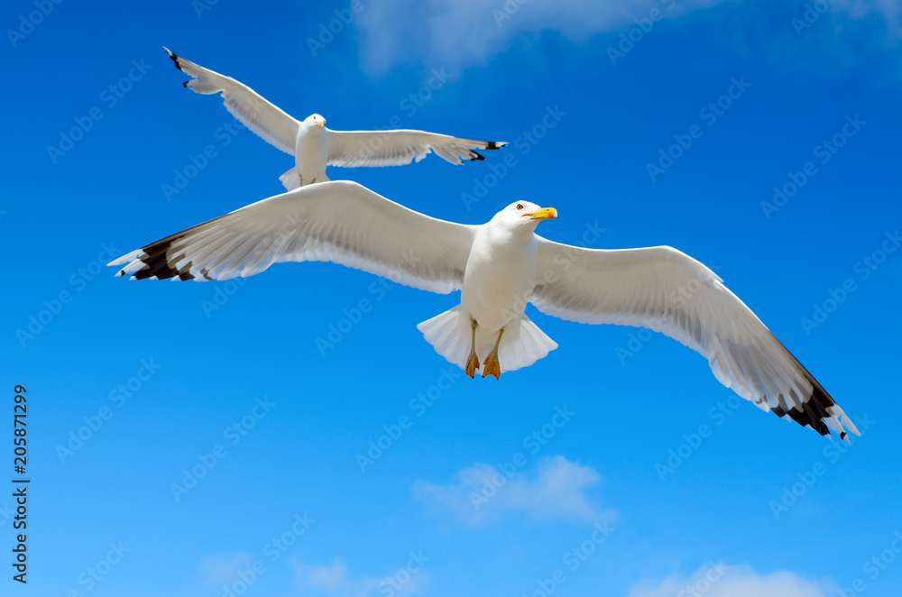 White seagull flying against the blue sky White seagull flying against the blue sky