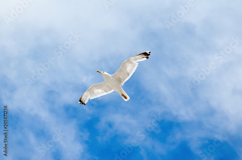 White seagull flying against the blue sky