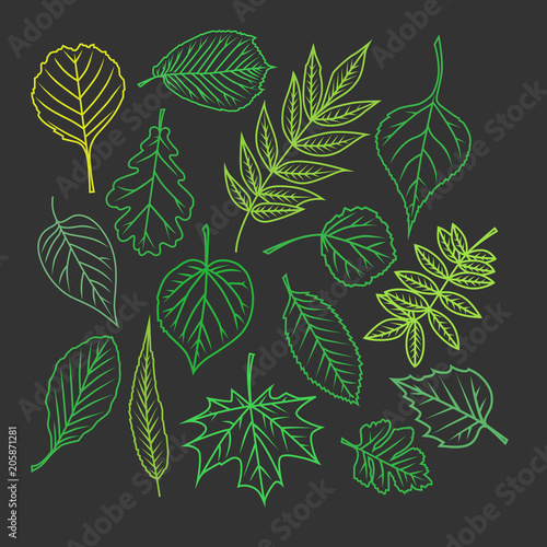 Tree leaves. Colorful illustrations.