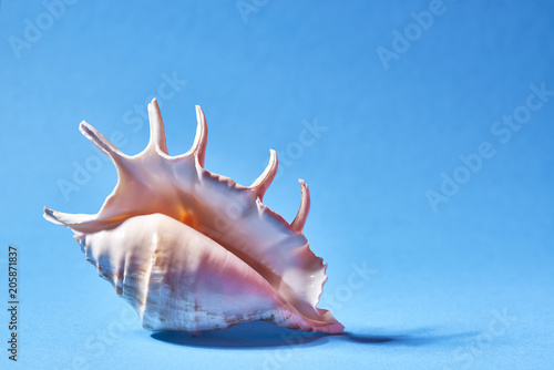 seashell on a blue background