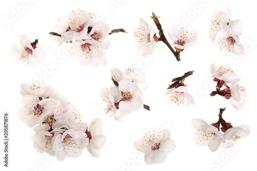 Fototapeta Naklejka Na Ścianę i Meble -  Branch with apricot flowers isolated on white background. Top view. Flat lay. Set or collection