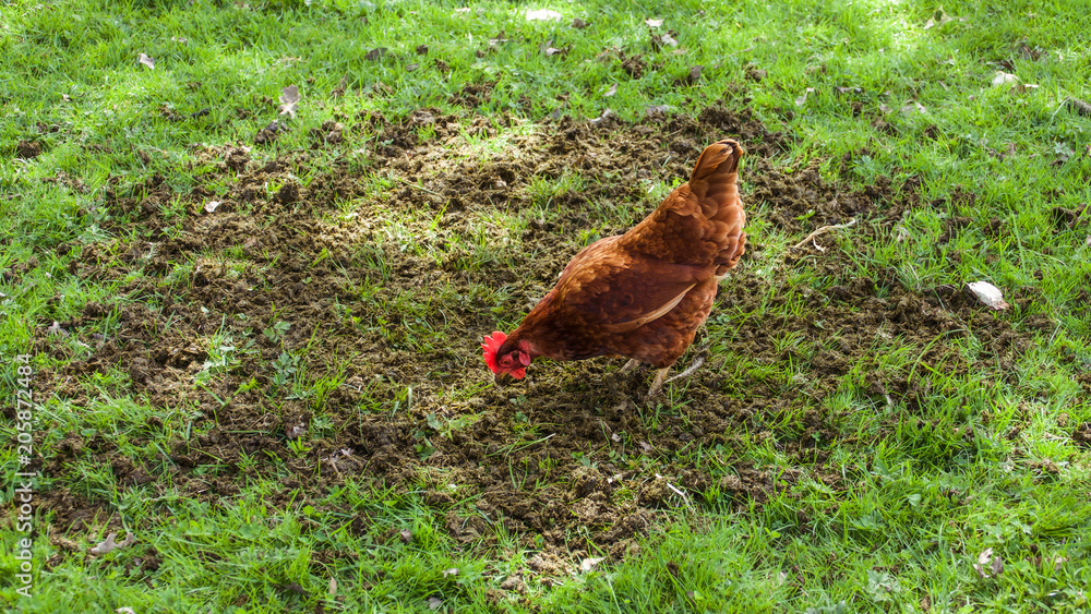Fototapeta premium A chicken in a field in search of food.