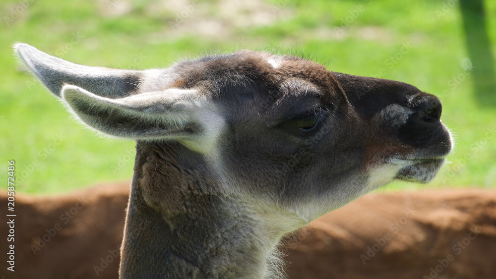 Close-up of the head of a llama. 