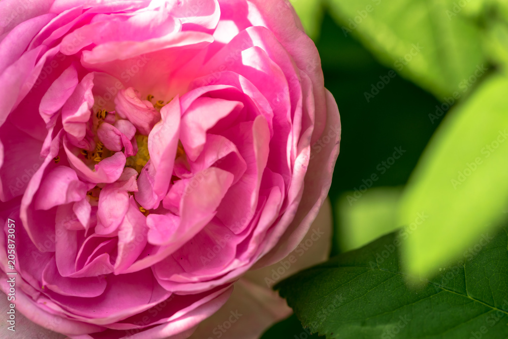 Romantic spring garden. Pink rose bud