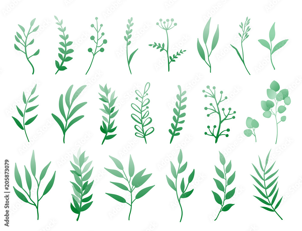 set of herbs and branches set of herbs and branches