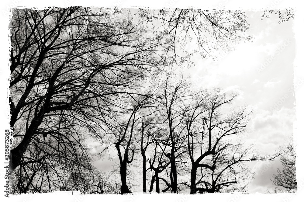 Fototapeta Czarno-białe nagie drzewa ze zniszczonymi granicami. Tle przyrody.