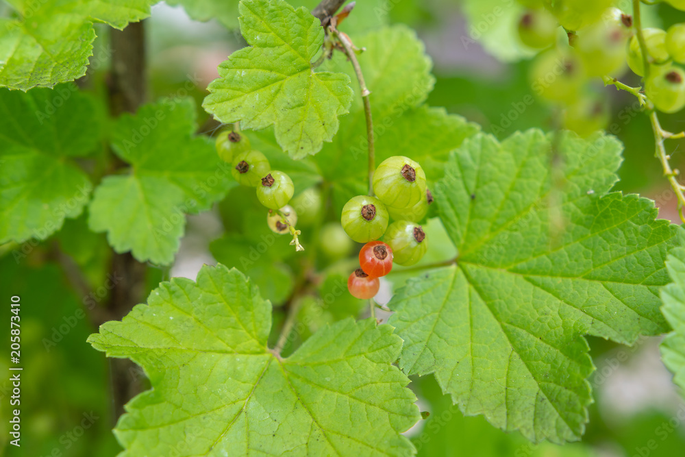johannisbeere am Strach johannisbeere am Strach