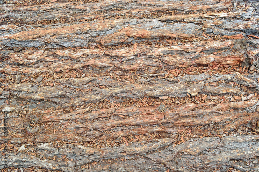tree bark background and texture tree bark background and texture